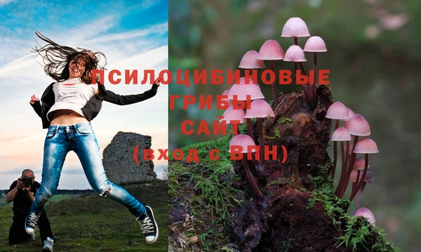 прущие грибы Белоозёрский
