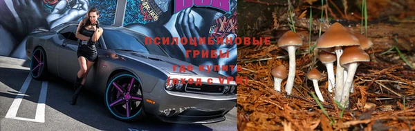 прущие грибы Белоозёрский